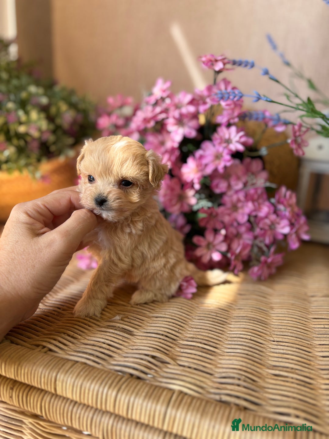 Maltipoo perros en venta: Maltipoo tacita de Té (hembra ) - Imagen 8
