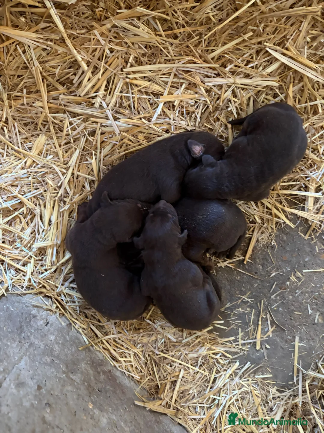 Dobermann perros en venta: Espectacular camada de Doberman chocolate - Anuncio 2