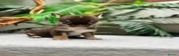 Chihuahua perros en venta: CHIHUAHUA CHOCOLATE - Anuncio 27