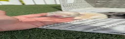 Pomerania perros en venta: POMERANIA - Anuncio 18