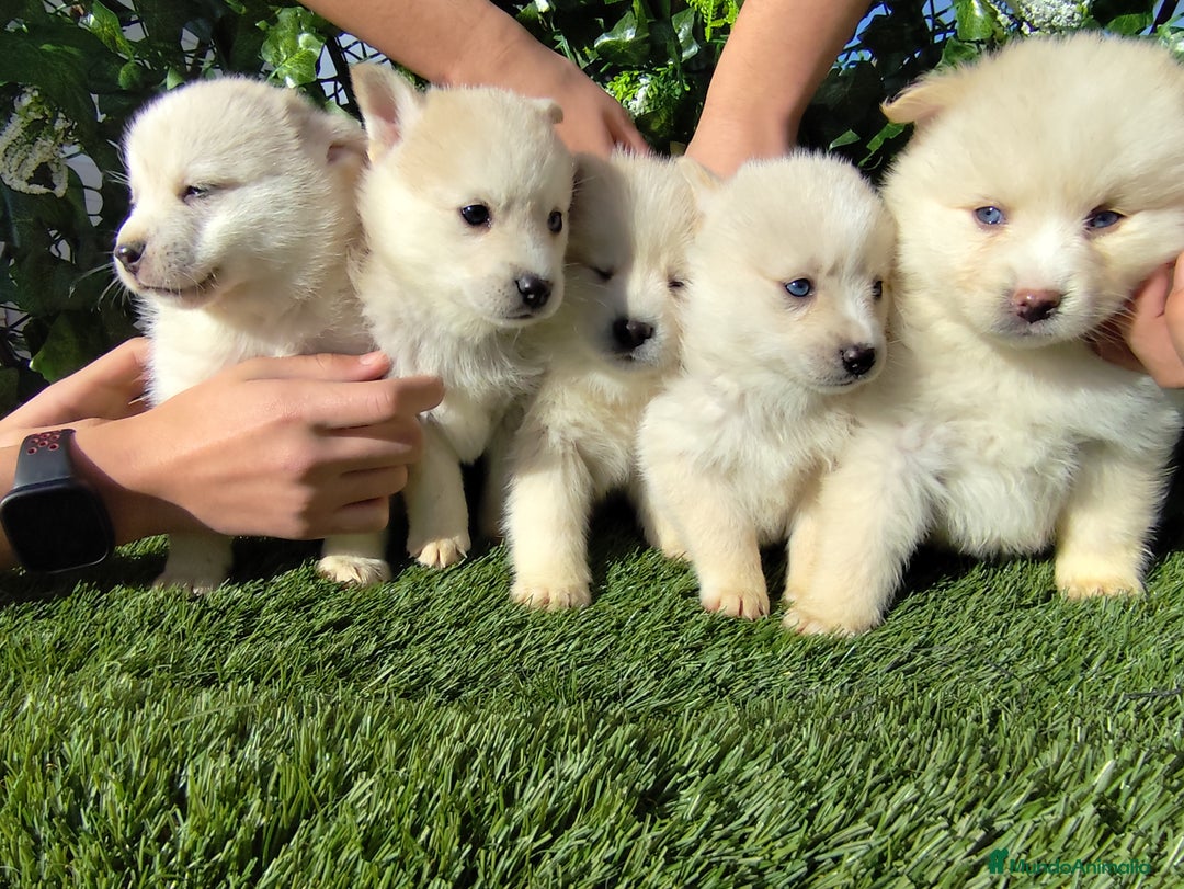 Pomsky perros en venta: Pomsky  - Anuncio 1