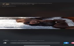 Pinscher Miniatura perros en venta: PINSCHER MINIATURA // MEJOR SELECCION NACIONAL  - Anuncio 2