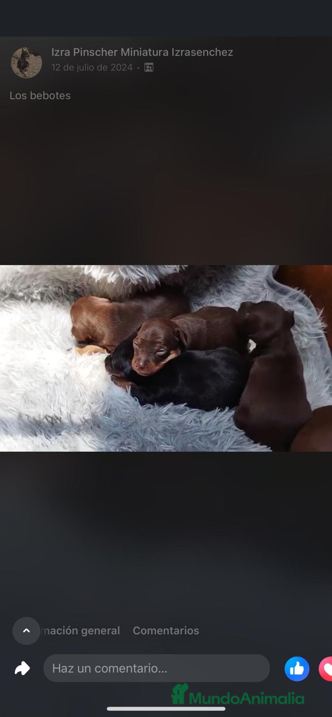 Pinscher Miniatura perros en venta: PINSCHER MINIATURA // MEJOR SELECCION NACIONAL  - Anuncio 2