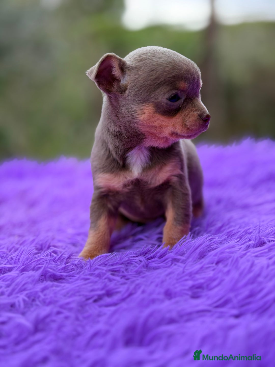 Chihuahua perros en venta: Chihuahua Minitoy  - Anuncio 10