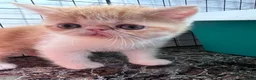 Exótico de Pelo Corto gatos en venta: Persa en Murcia - Anuncio 1