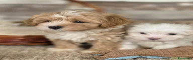 Maltipoo 7