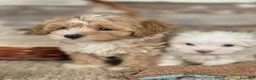 Maltipoo perros en venta: MALTIPOO - Anuncio 8