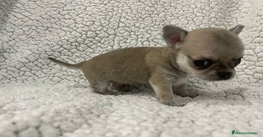 Chihuahua perros - Propaganda 14