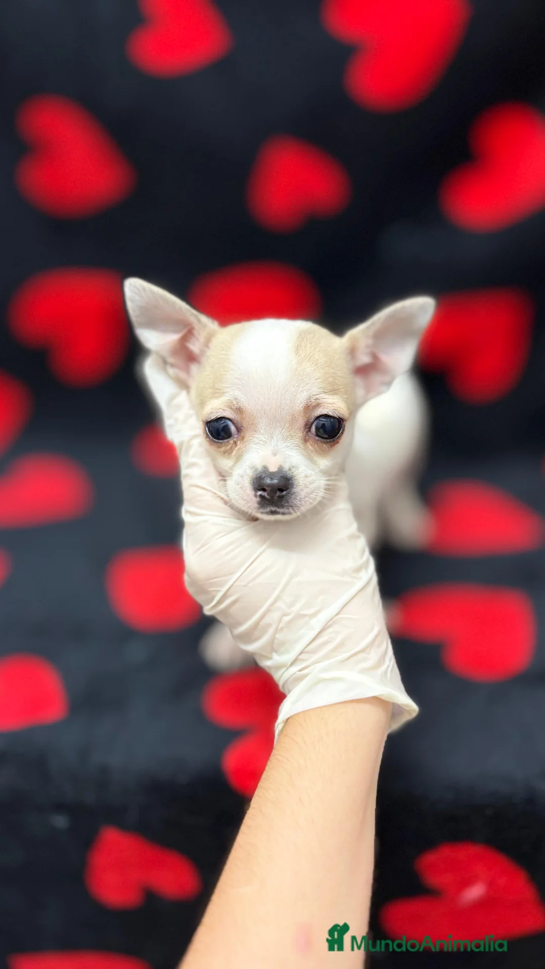 Chihuahua perros en venta: Chihuahuas varios colores  - Anuncio 2
