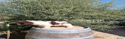 Perro de Agua Español perros en venta: Perro de agua  - Anuncio 4