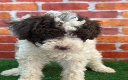 Perro de Agua Español perros en venta: Perro de agua  - Imagen 3