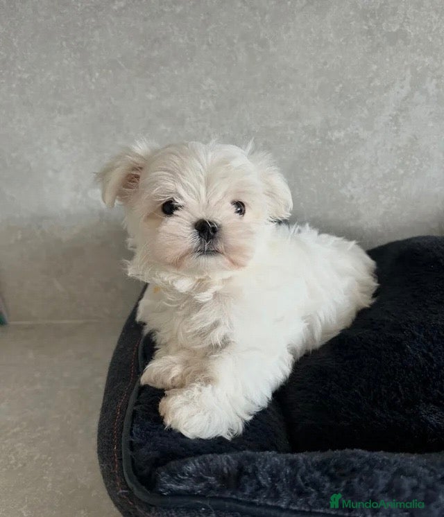 Bichón Maltés perros ✨ PRECIOSOS BICHON MALTÉS 🤍 - Anuncio 1