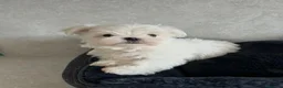 Bichón Maltés perros en venta: ✨ PRECIOSOS BICHON MALTÉS 🤍 - Anuncio 1