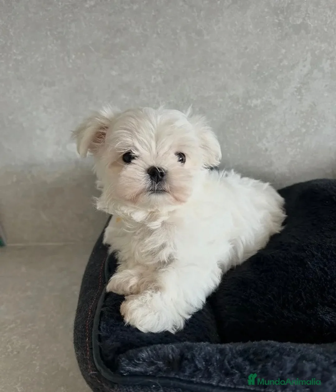 Bichón Maltés perros en venta: ✨ PRECIOSOS BICHON MALTÉS 🤍 - Anuncio 1