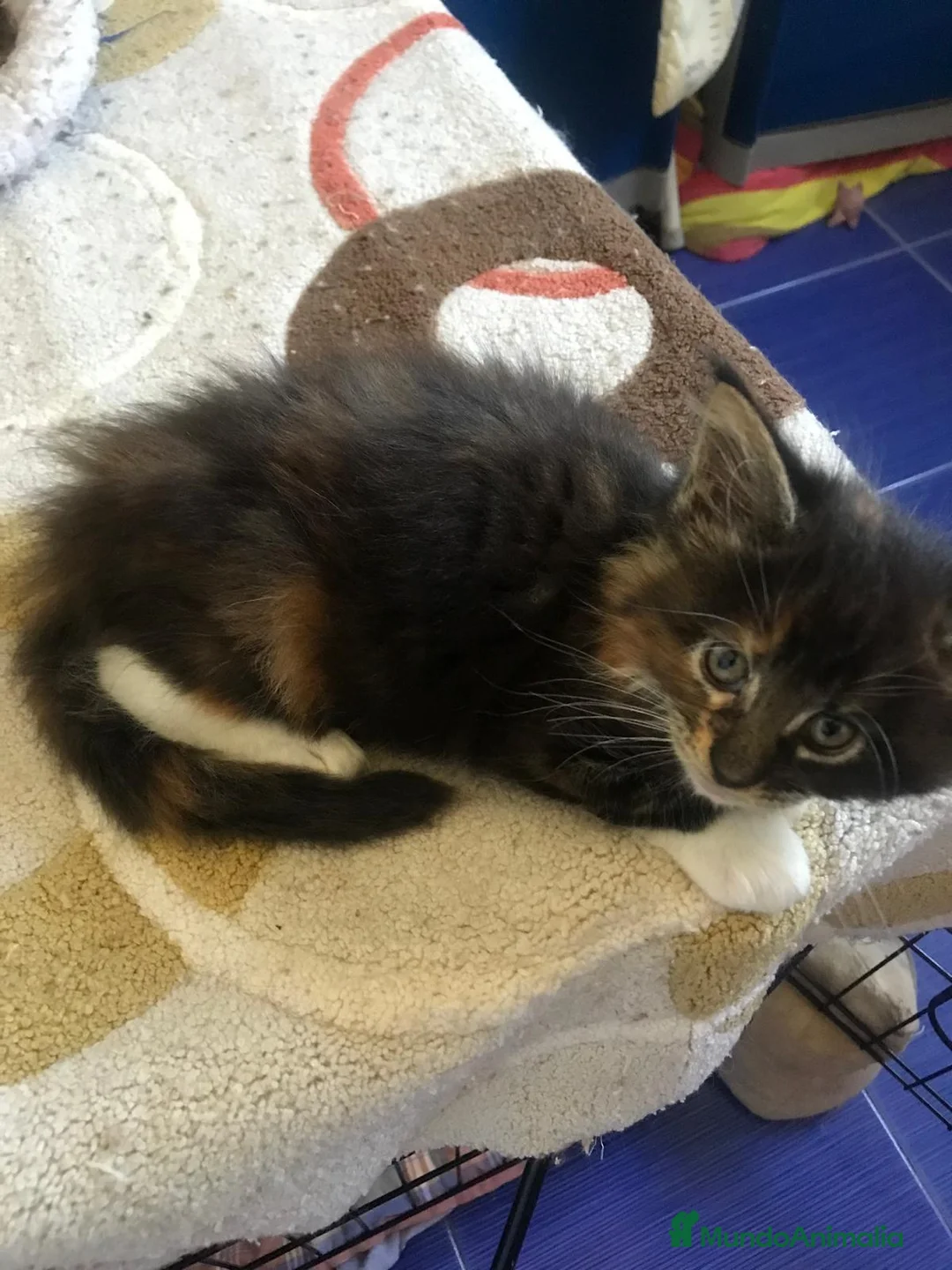 Maine Coon gatos en venta: Adorables macho y hembra Mainecoon en Madrid - Anuncio 3