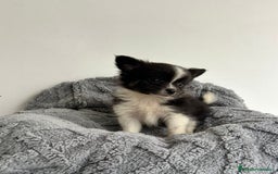 Pomchi perros en venta: Pomchi - Imagen 1