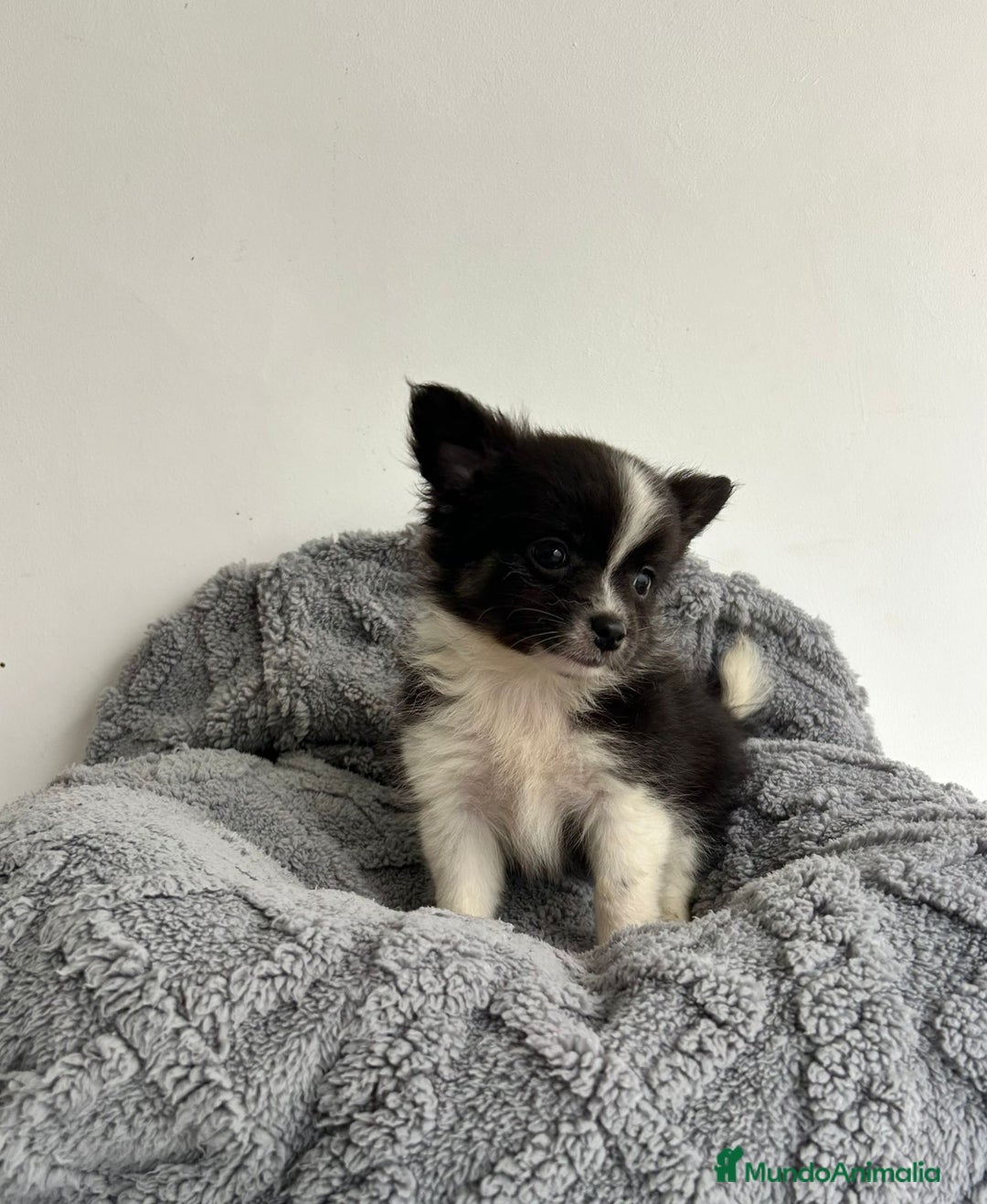 Pomchi perros en venta: Pomchi - Imagen 1