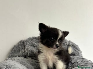 Pomchi perros - Anuncio 11