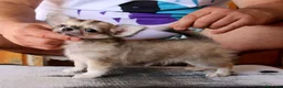 Chihuahua perros en venta: Machito de pelo largo - Anuncio 6