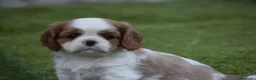 Cavalier King Charles Spaniel perros en venta: cachorro calidad compañia - Anuncio 4