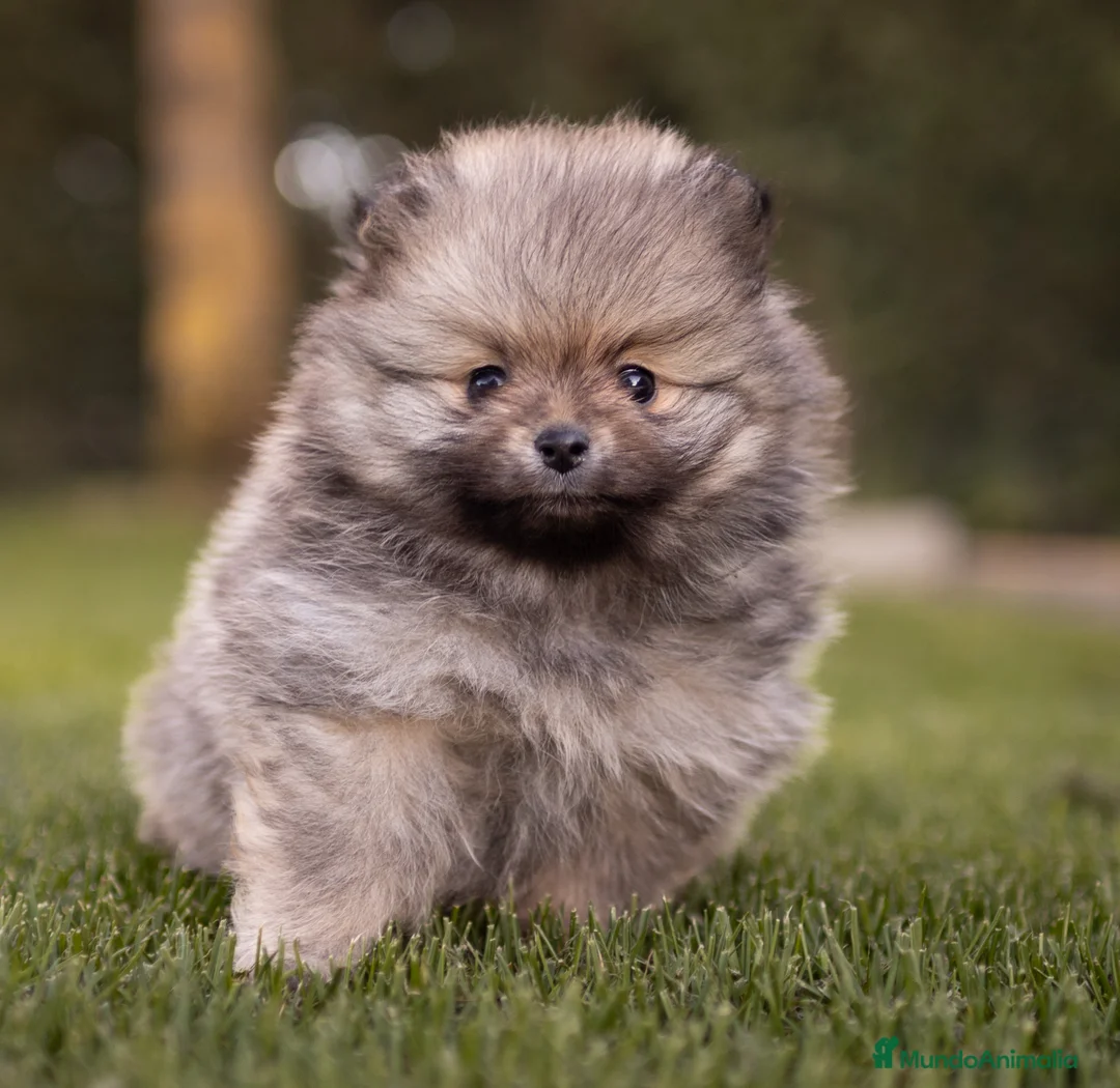 Pomerania perros en venta: Camada Pomerania toy - Anuncio 6