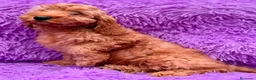 Cockapoo perros en venta: Cockapoo machos  - Anuncio 10