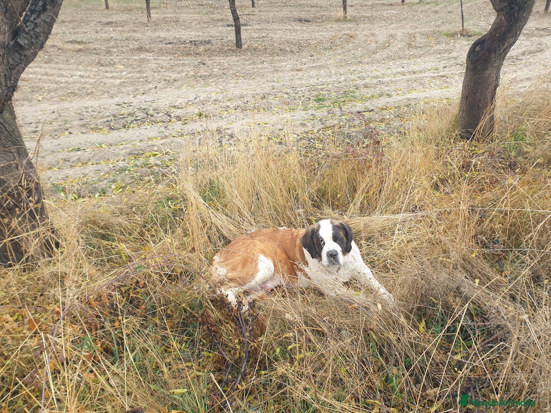 San Bernardo perros en venta: Cachorro de san bernardo con pedigree - Anuncio 2