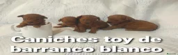 Caniche Toy perros en venta: Caniches toy con pedigree - Anuncio 10