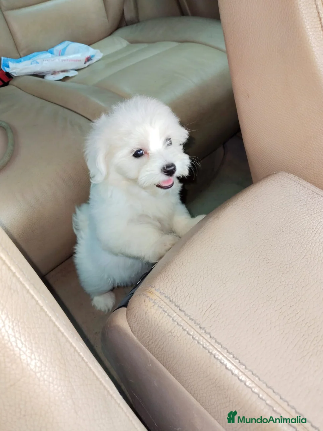 Bichón Maltés perros en venta: Bichón maltés hembra línea americana Toy  - Anuncio 1