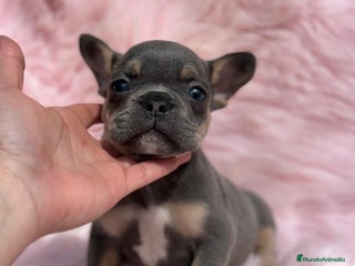 Bulldog Francés perros en Barcelona - Anuncio 40