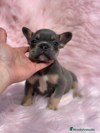 Bulldog Francés perros en Barcelona - Anuncio 12