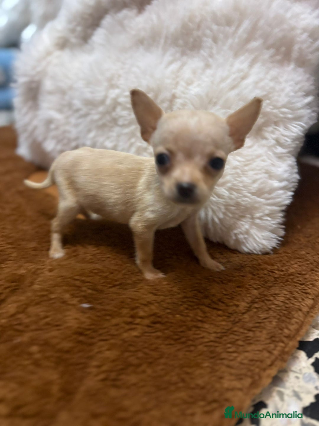 Ratón de Praga perros en venta: Hembrita de ratón de Praga  - Imagen 6