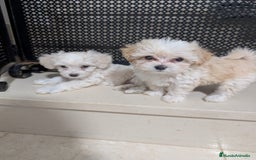 Maltipoo perros en venta: Camada de Maltipoo  - Imagen 10