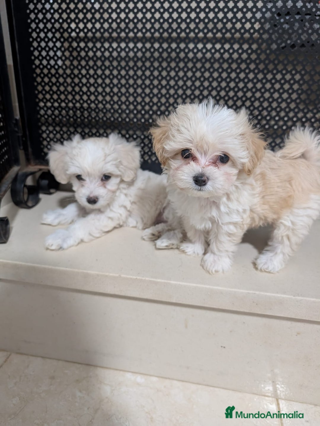 Maltipoo perros en venta: Camada de Maltipoo  - Imagen 10