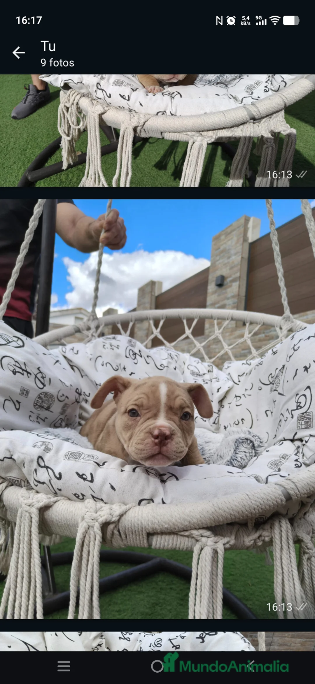 American Bully perros en venta: American Bully  - Anuncio 2