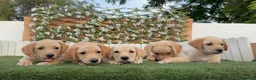 Labrador Retriever perros en venta: LABRADOR RETRIEVER - Anuncio 4