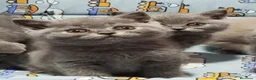 Británico de Pelo Corto gatos en venta: British Shorthair  - Anuncio 2