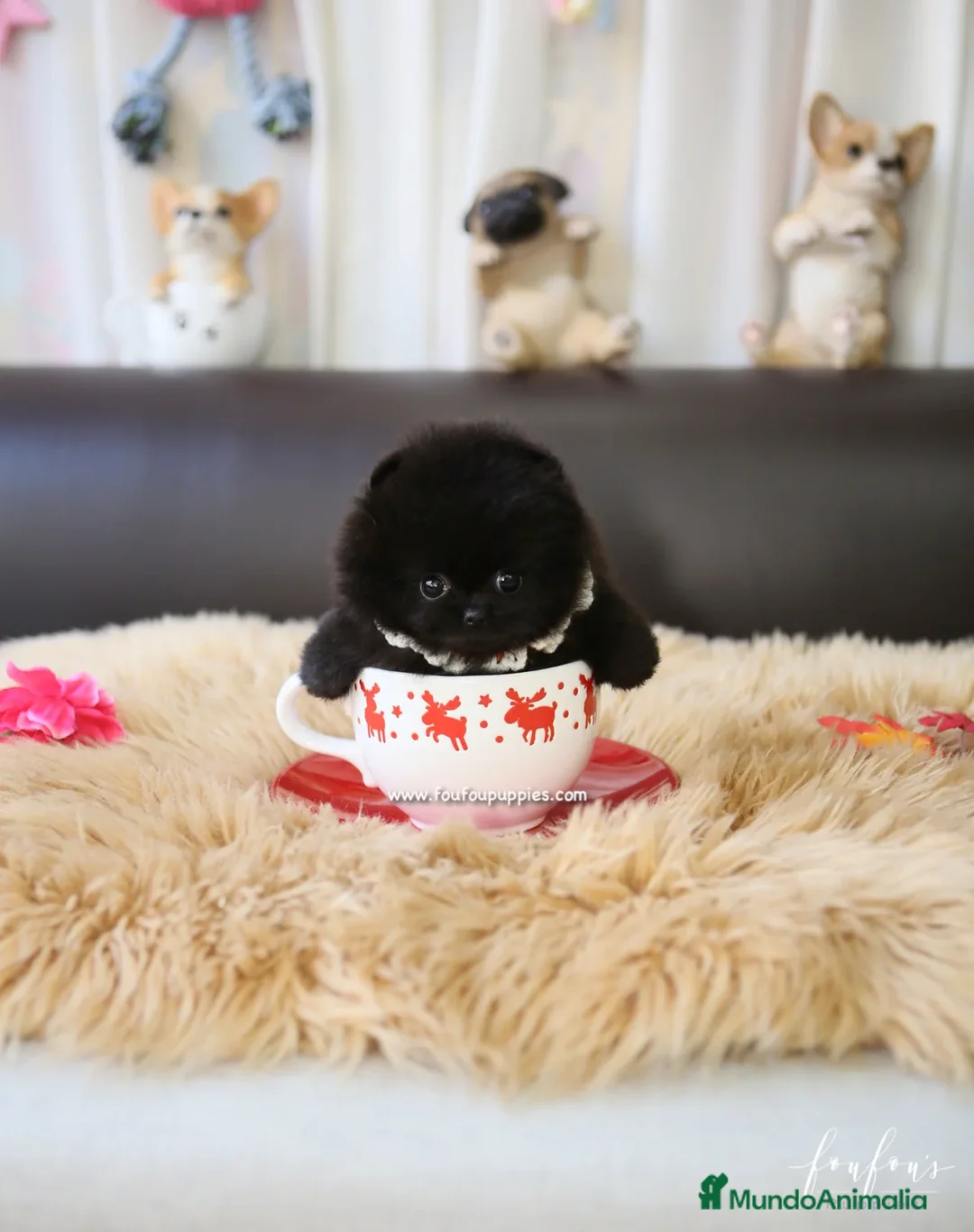 Pomerania perros en venta: POMERANIA SUPER MINI AUTENTICOS - Anuncio 2