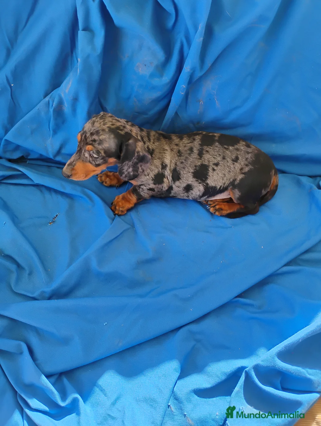 Teckel Miniatura perros en venta: Hembra teckel arlequín plata miniatura  - Anuncio 1