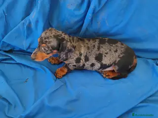 Teckel Miniatura perros Hembra teckel arlequín plata miniatura - Anuncio 2