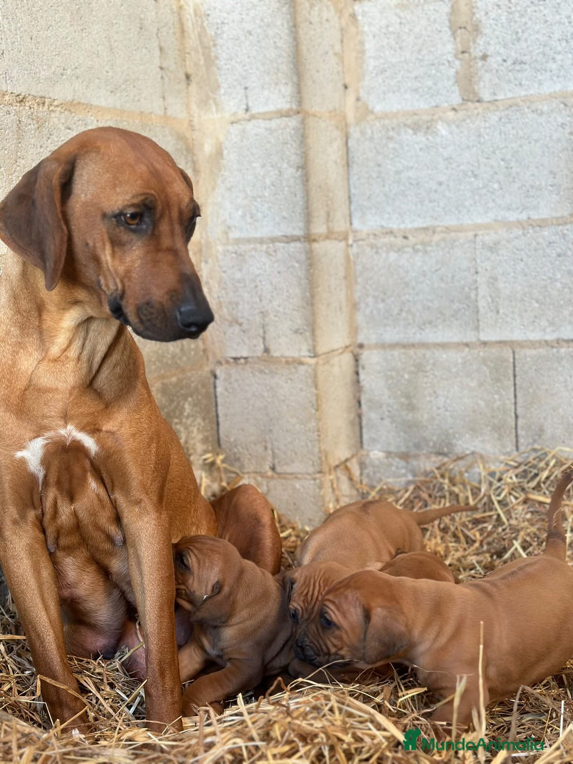 Rhodesian Ridgeback perros Camada Rhodesian Ridgeback - Anuncio 1