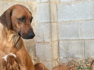 Rhodesian Ridgeback perros Camada Rhodesian Ridgeback - Anuncio 19