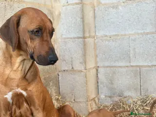 Rhodesian Ridgeback perros Camada Rhodesian Ridgeback - Anuncio 1