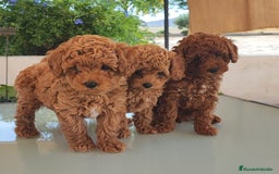 Caniche Toy perros en venta: Camada Caniche Toy, criados en ambiente familiar - Imagen 1