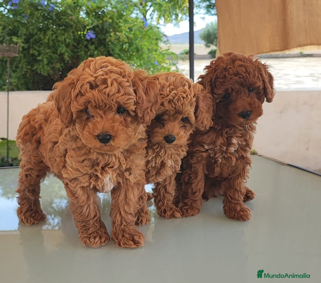 Caniche Toy perros en venta: Camada Caniche Toy, criados en ambiente familiar - Imagen 1
