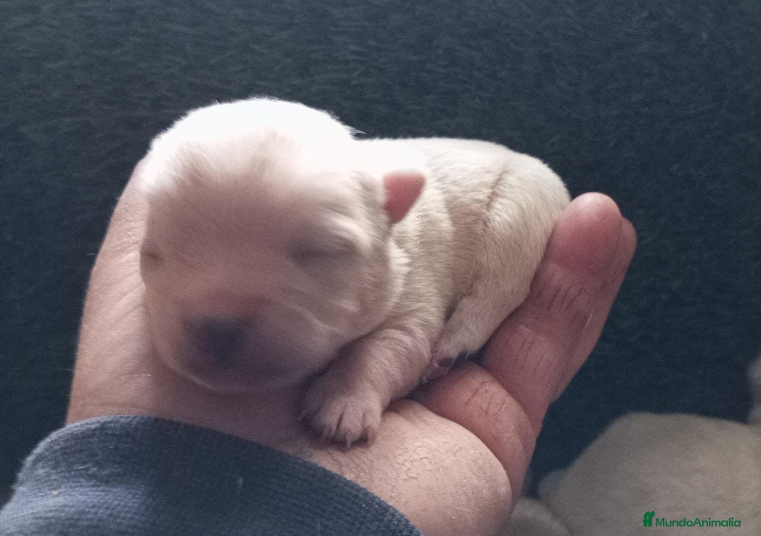 Chihuahua perros Chihuhua macho - Anuncio 2