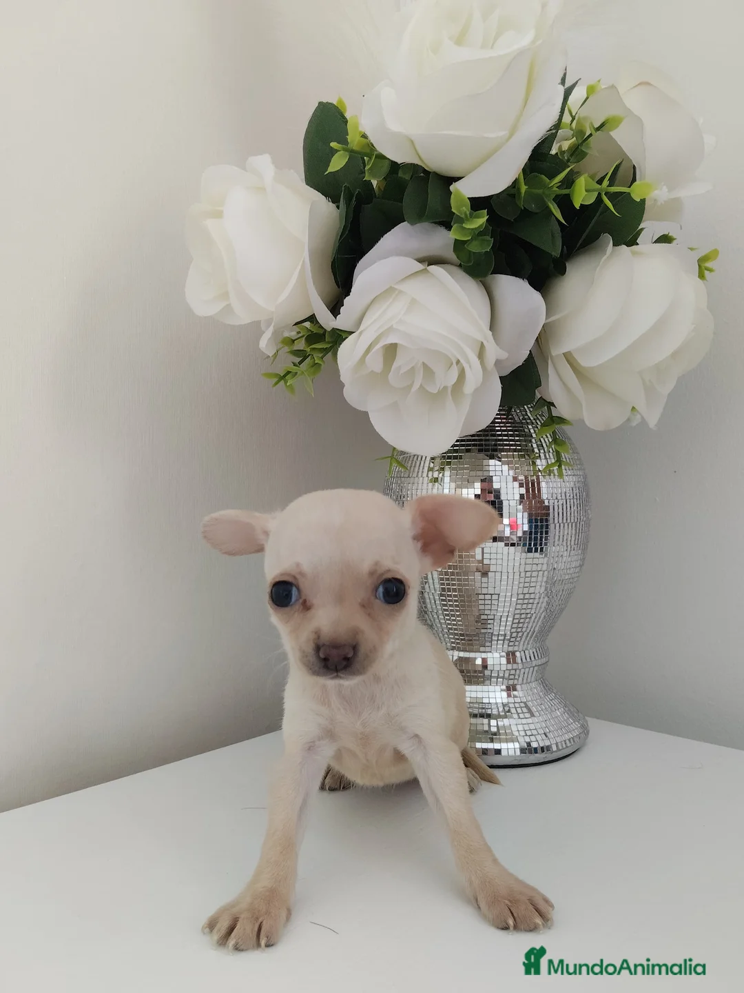 Chihuahua perros en venta: Cachorritos chihuahua crema en Madrid - Anuncio 1
