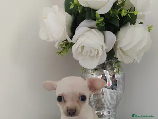 Chihuahua perros Cachorritos chihuahua crema - Anuncio 1