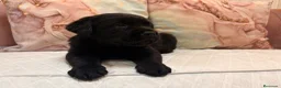 Labrador Retriever perros en venta: Labrador retriever  - Anuncio 3