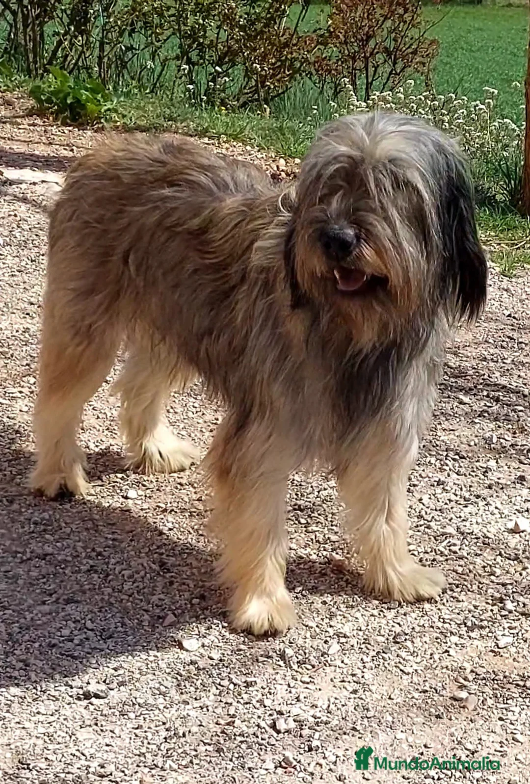 Imagen de galería {{count}}